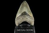 Serrated, Fossil Megalodon Tooth - South Carolina #134273-1
